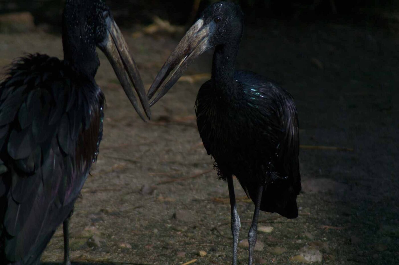 2018-04-18 - Walsrode - Vogelpark
