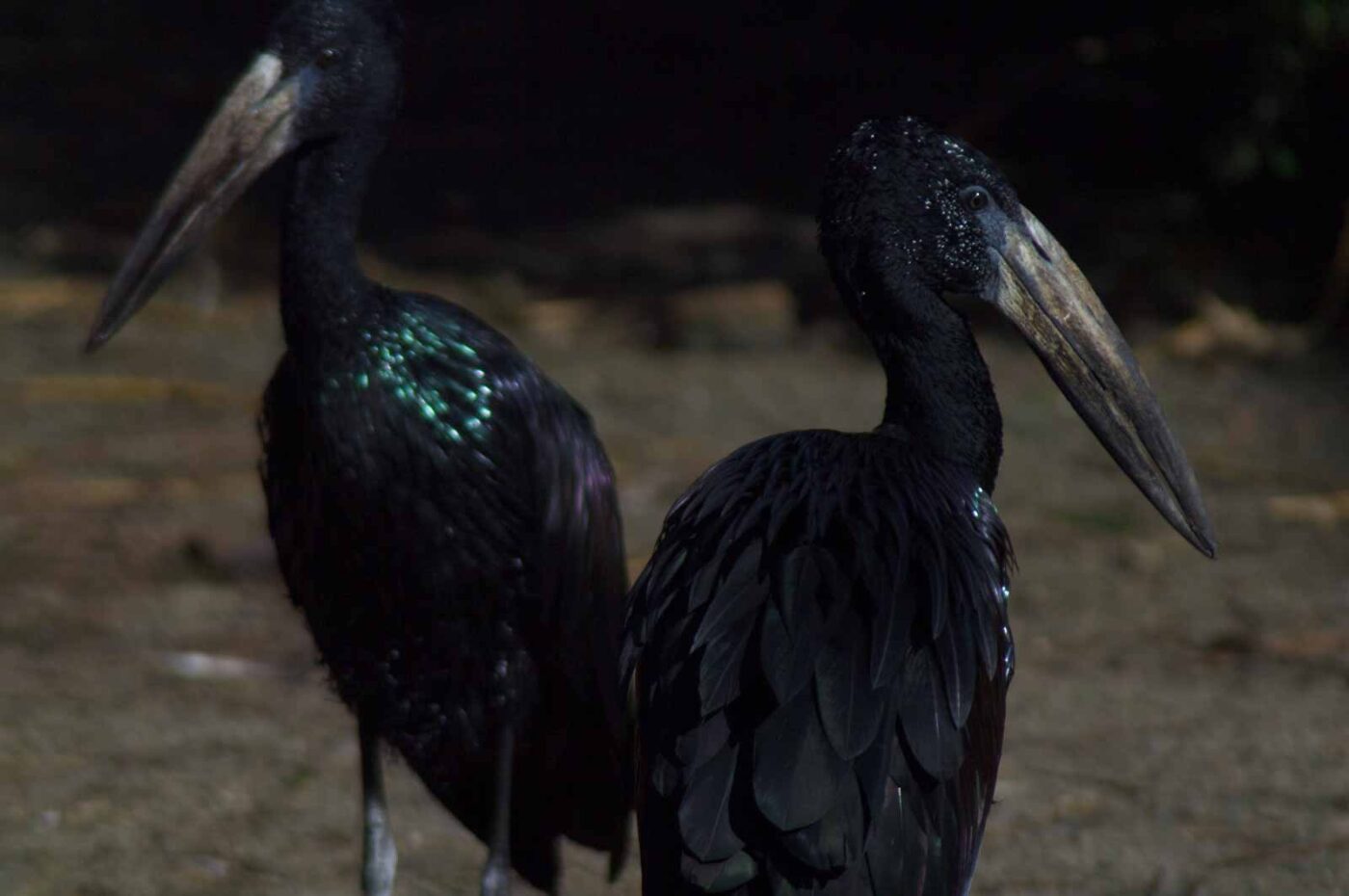 2018-04-18 - Walsrode - Vogelpark