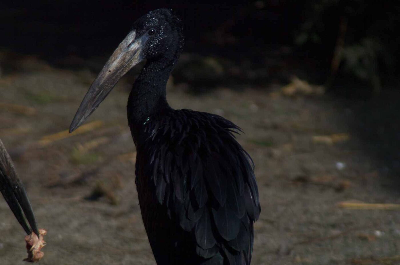 2018-04-18 - Walsrode - Vogelpark