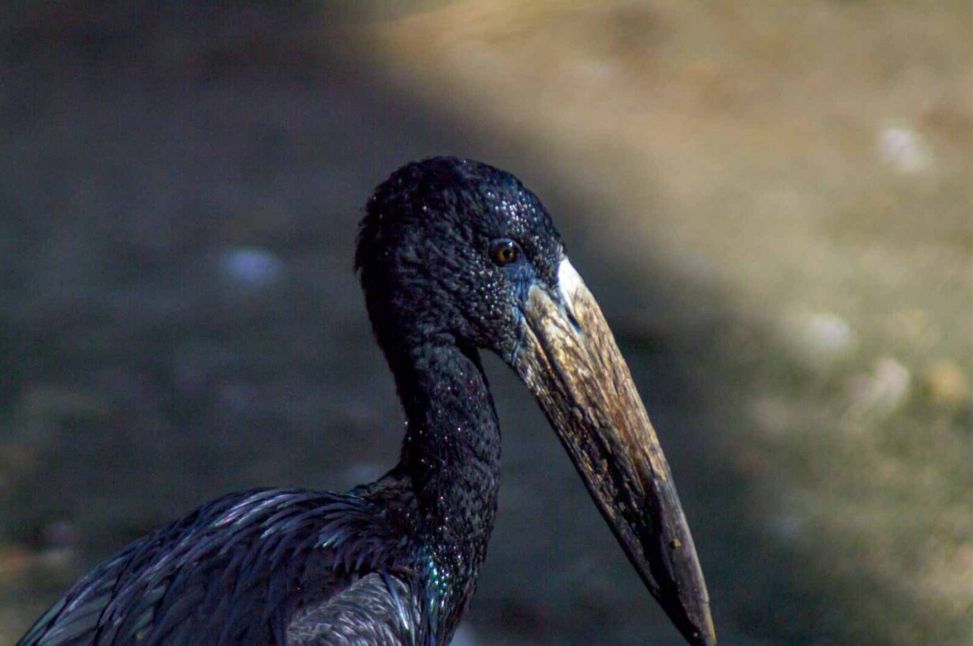 2018-04-18 - Walsrode - Vogelpark