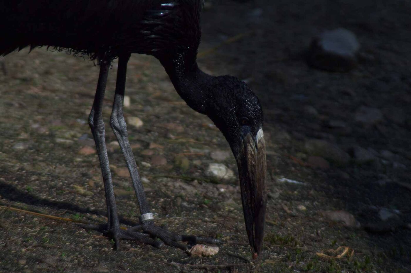 2018-04-18 - Walsrode - Vogelpark