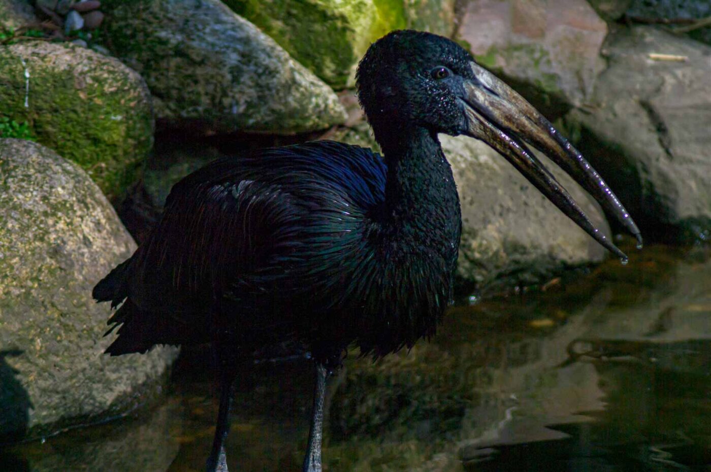 2018-04-18 - Walsrode - Vogelpark