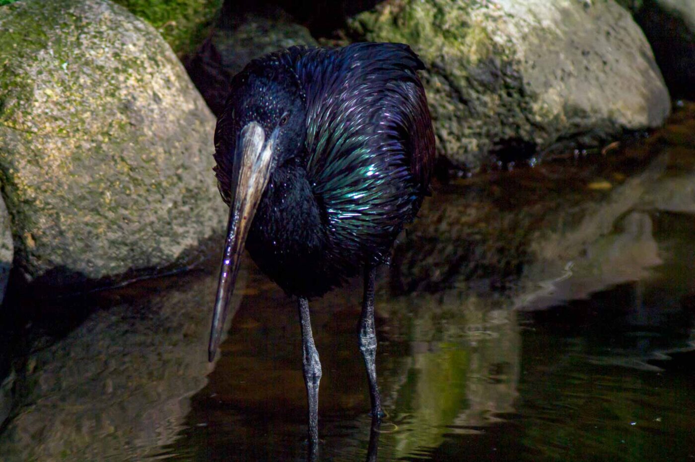 2018-04-18 - Walsrode - Vogelpark