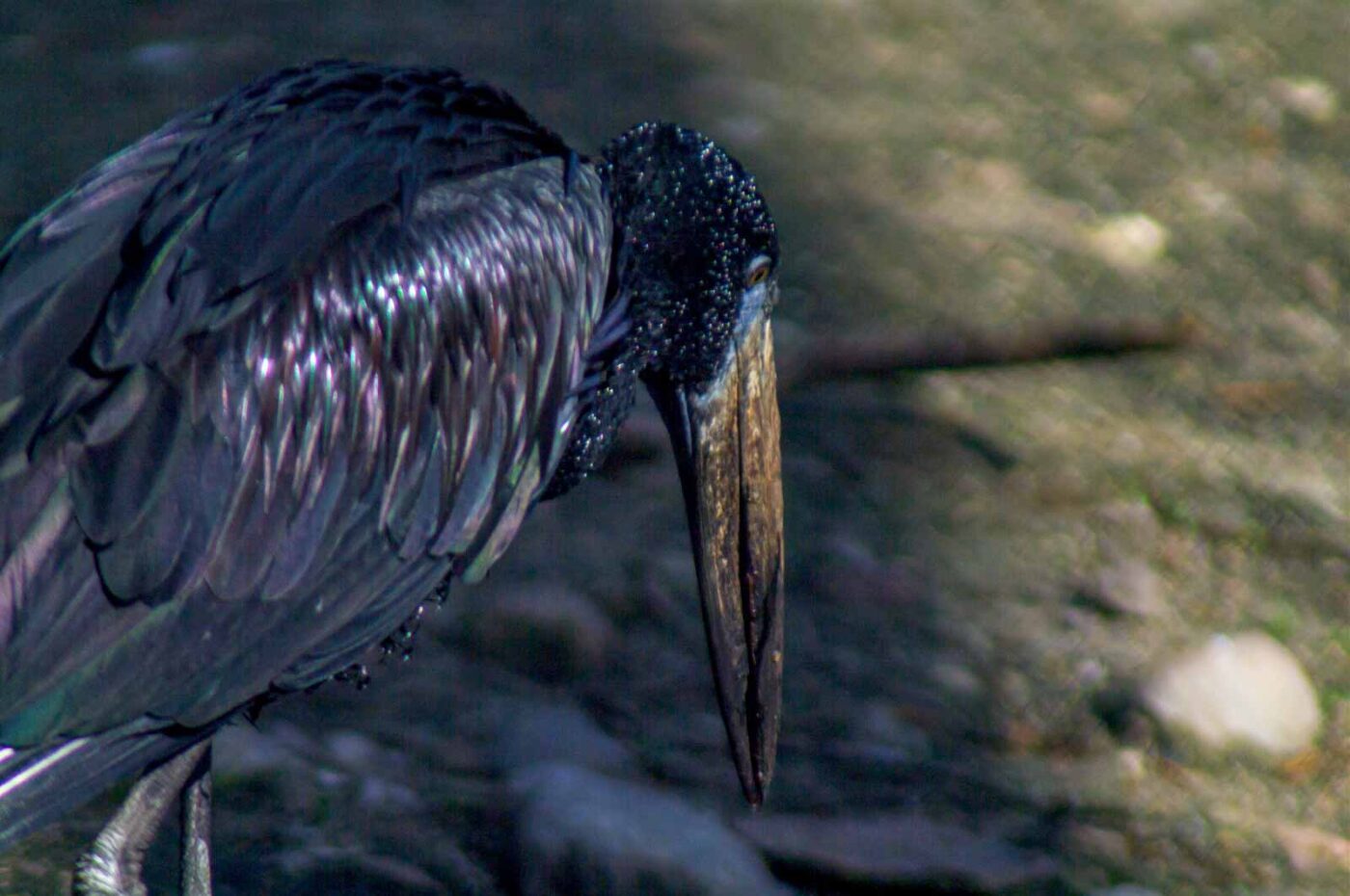 2018-04-18 - Walsrode - Vogelpark