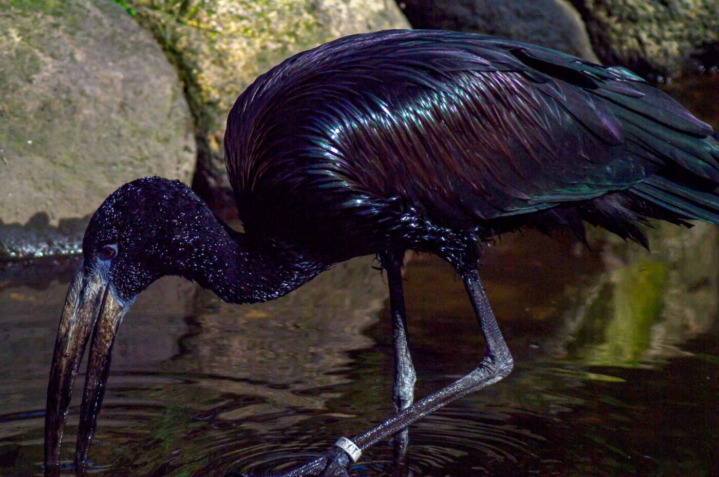 2018-04-18 - Walsrode - Vogelpark