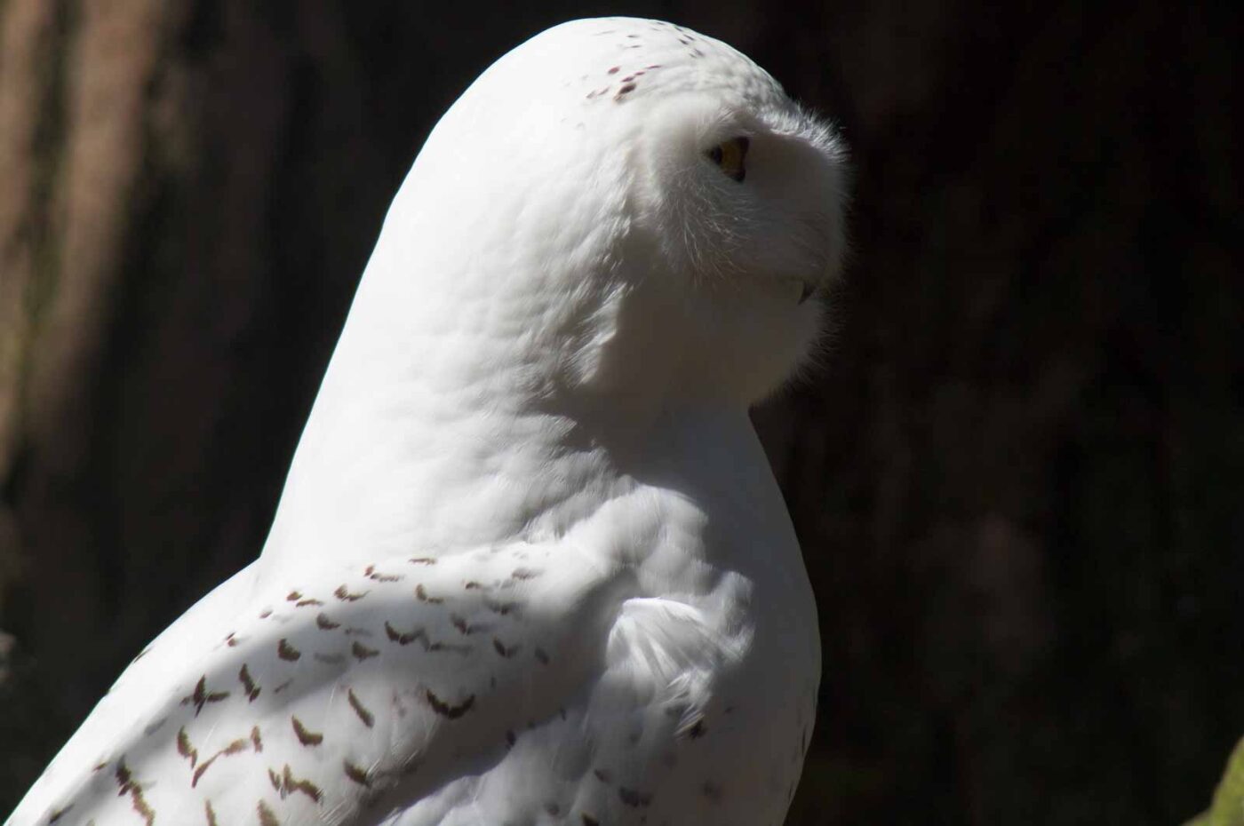 2018-04-18 - Walsrode - Vogelpark