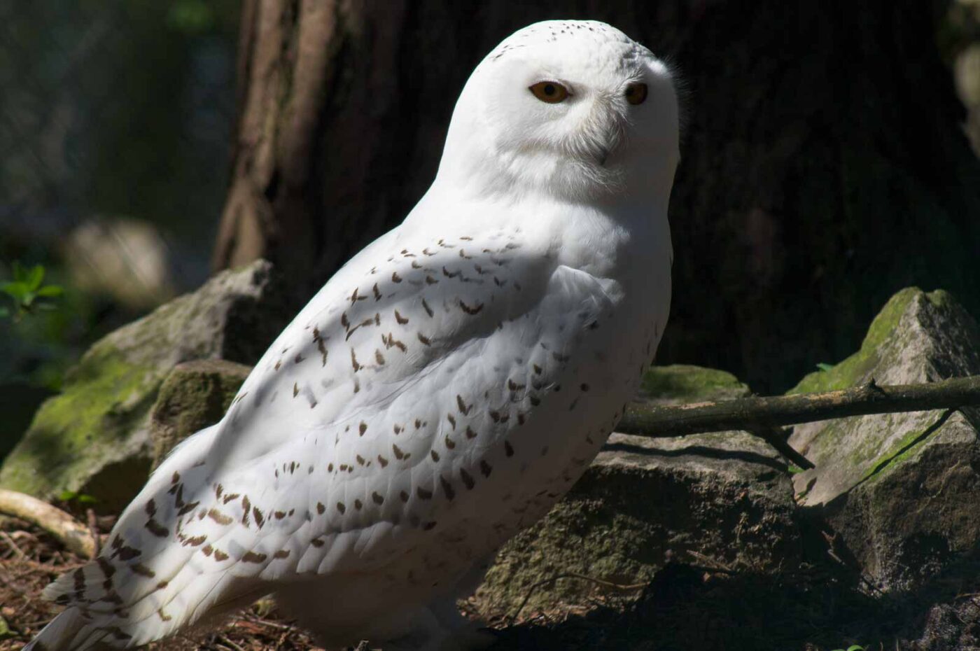 2018-04-18 - Walsrode - Vogelpark