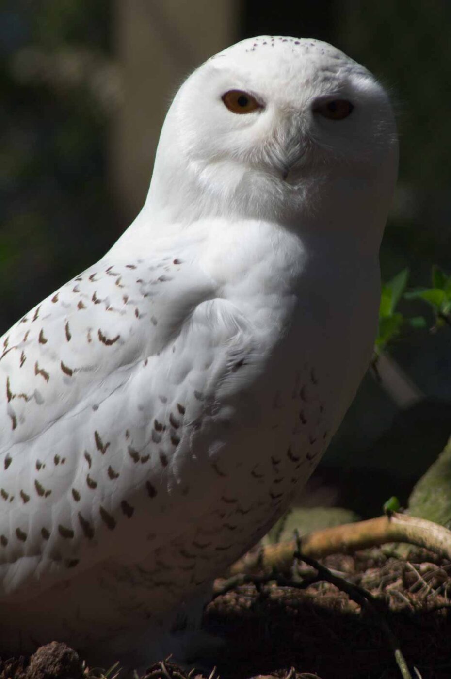 2018-04-18 - Walsrode - Vogelpark