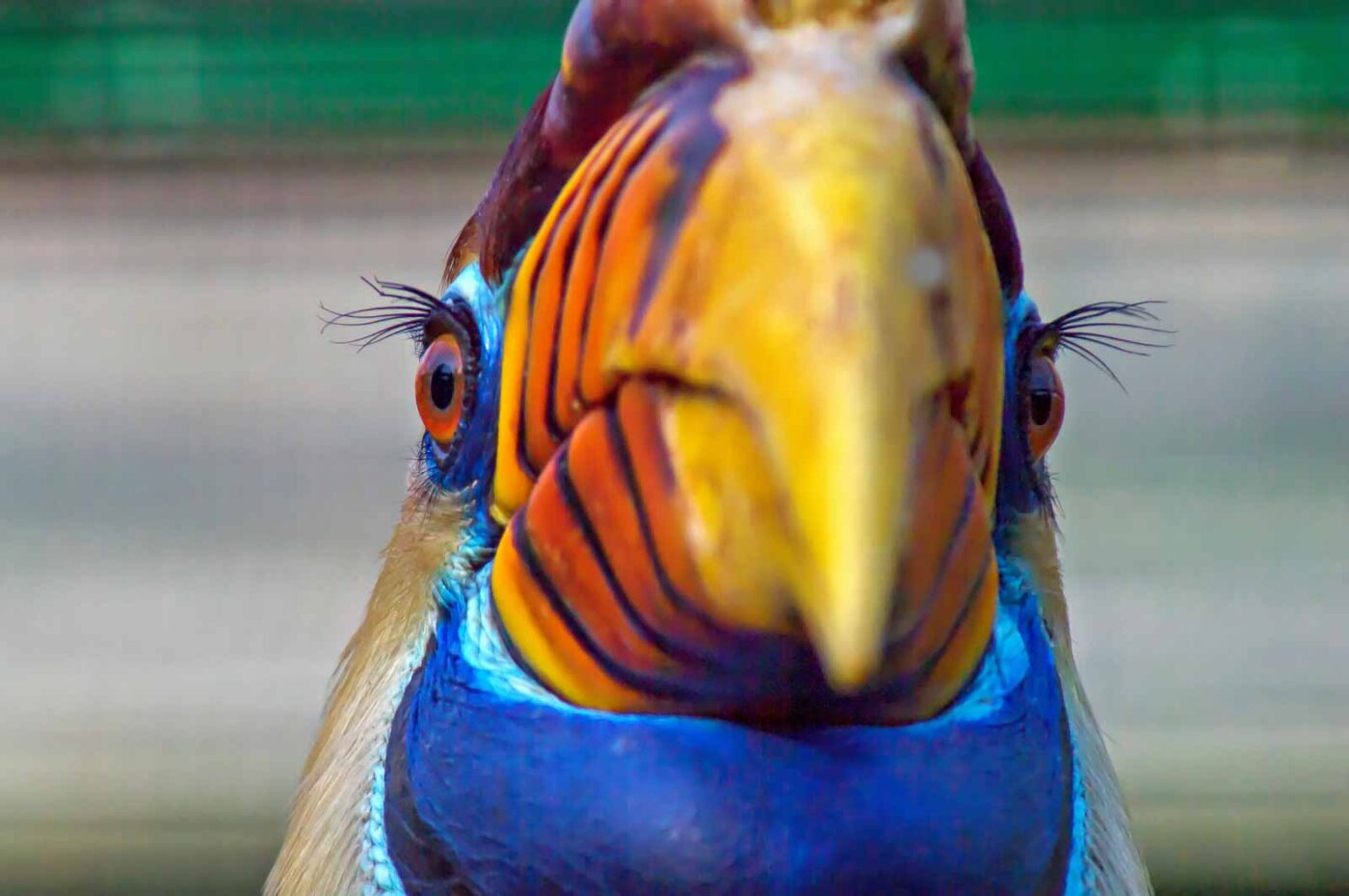 2018-04-18 - Walsrode - Vogelpark