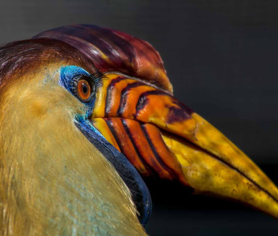 °helmhornvogel°