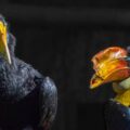2018-04-18 - Walsrode - Vogelpark