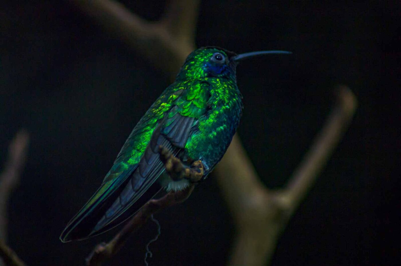 2018-04-18 - Walsrode - Vogelpark