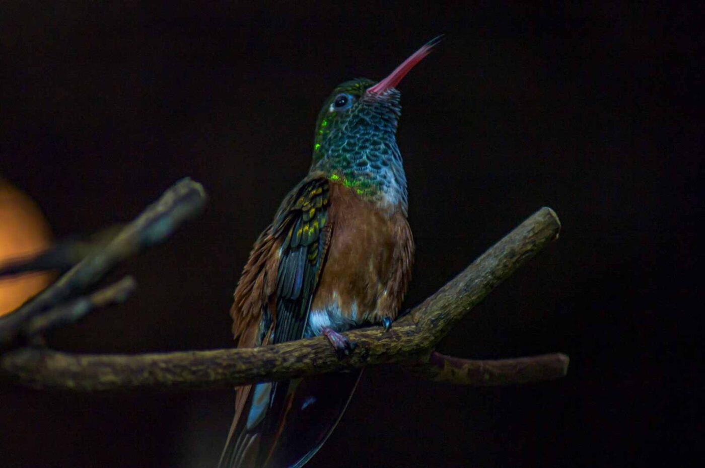 2018-04-18 - Walsrode - Vogelpark