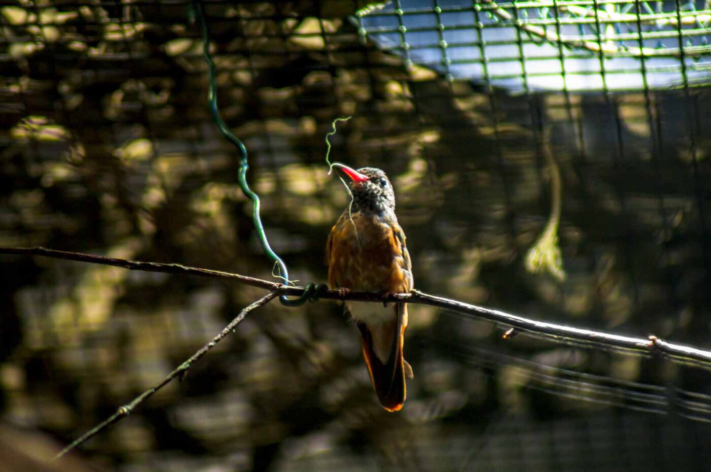 2018-04-18 - Walsrode - Vogelpark