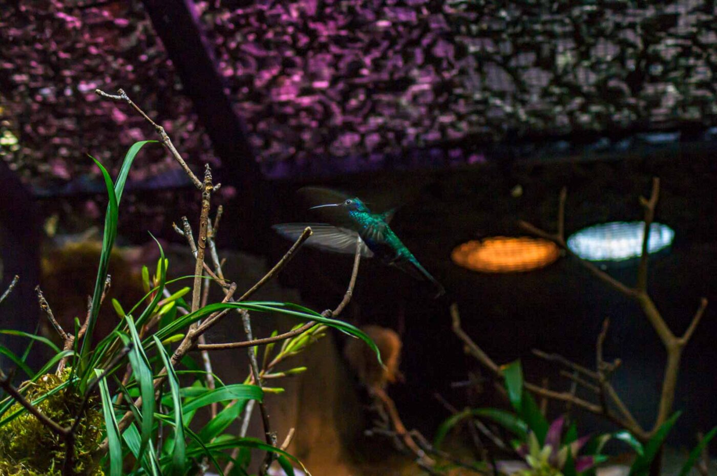2018-04-18 - Walsrode - Vogelpark