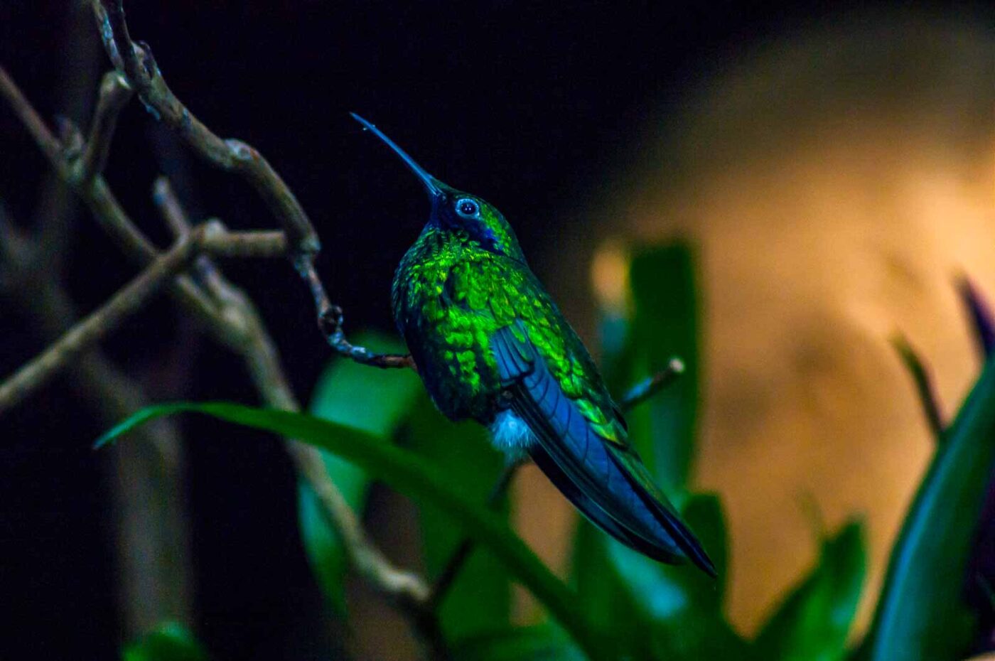 2018-04-18 - Walsrode - Vogelpark