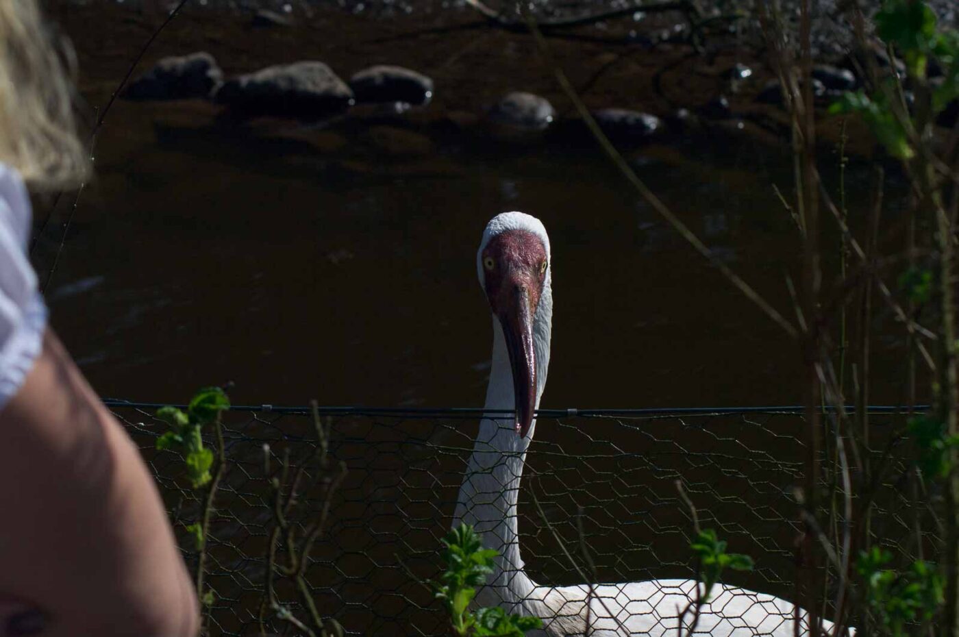 2018-04-18 - Walsrode - Vogelpark