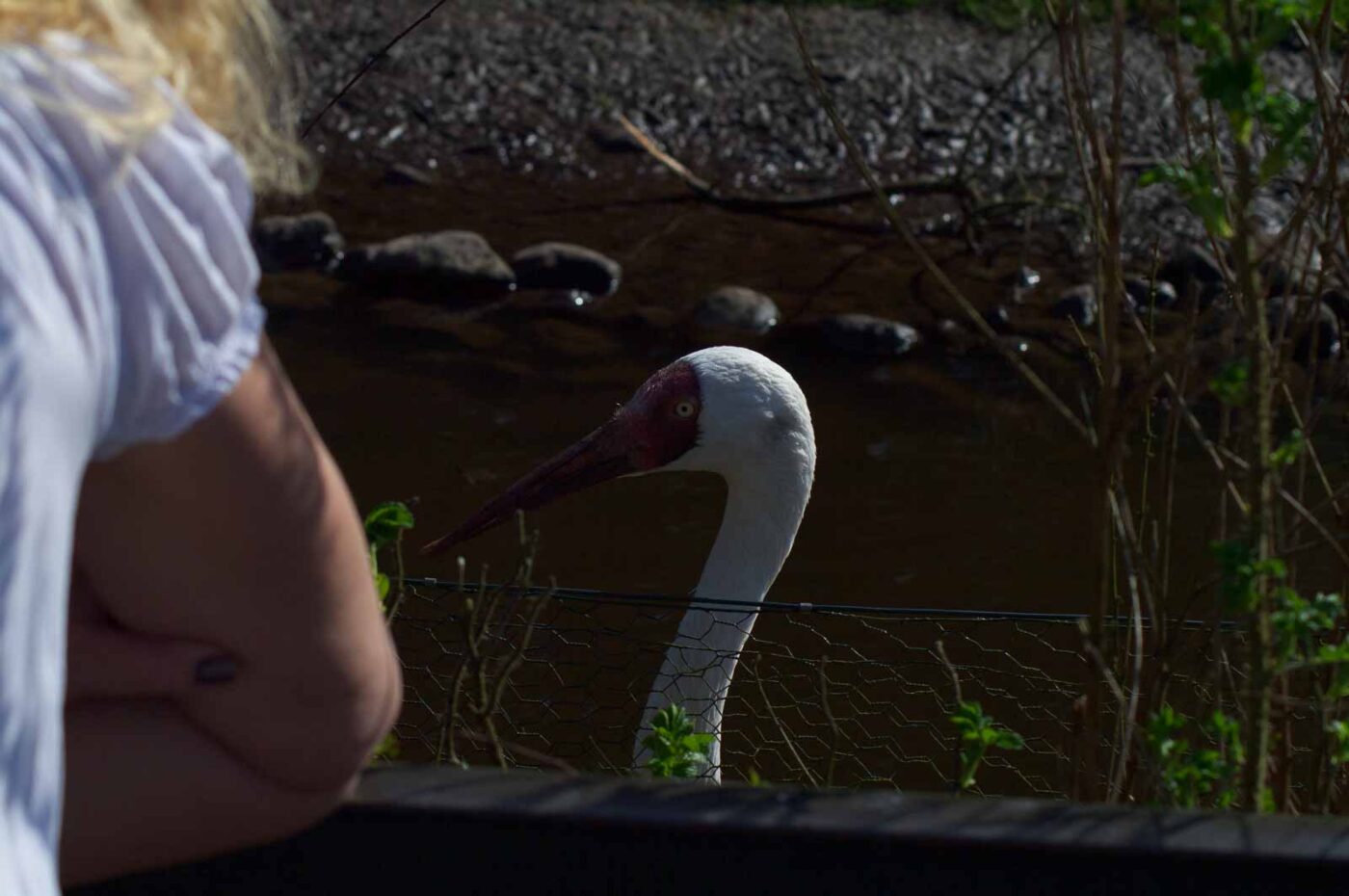 2018-04-18 - Walsrode - Vogelpark