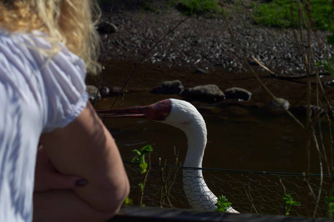 2018-04-18 - Walsrode - Vogelpark