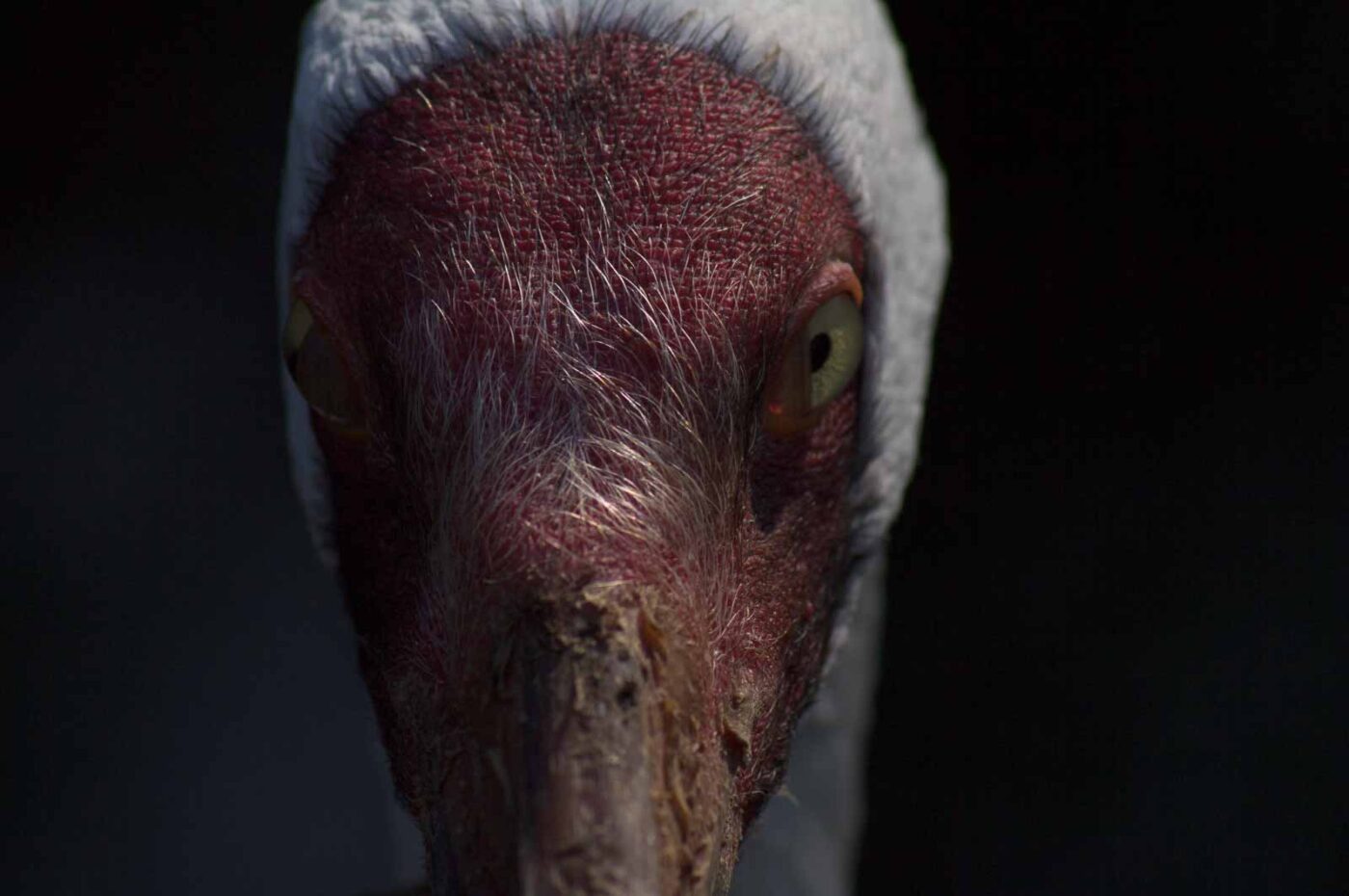 2018-04-18 - Walsrode - Vogelpark