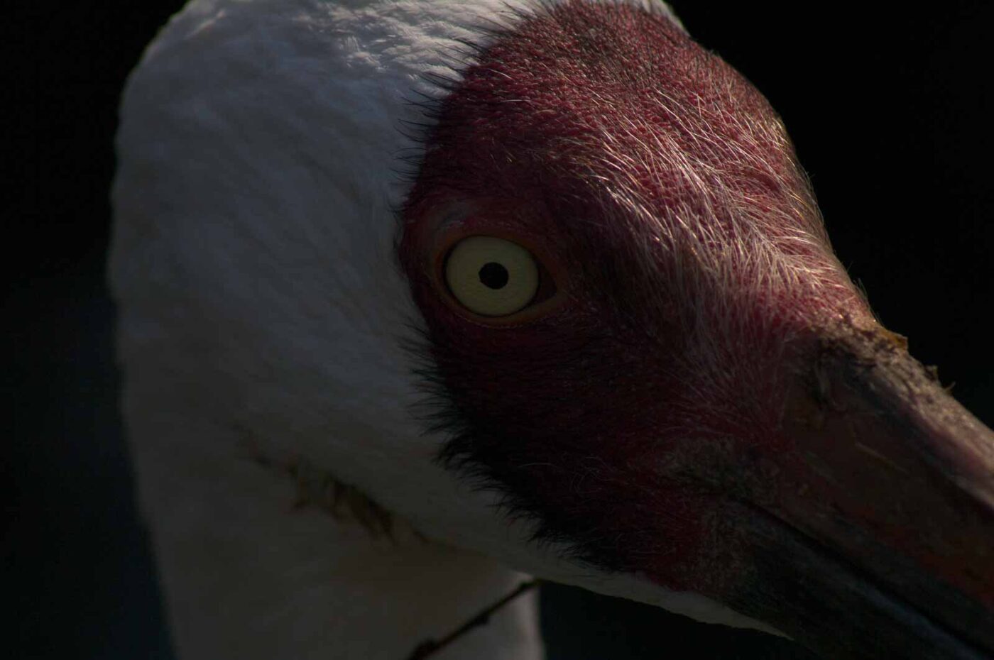 2018-04-18 - Walsrode - Vogelpark