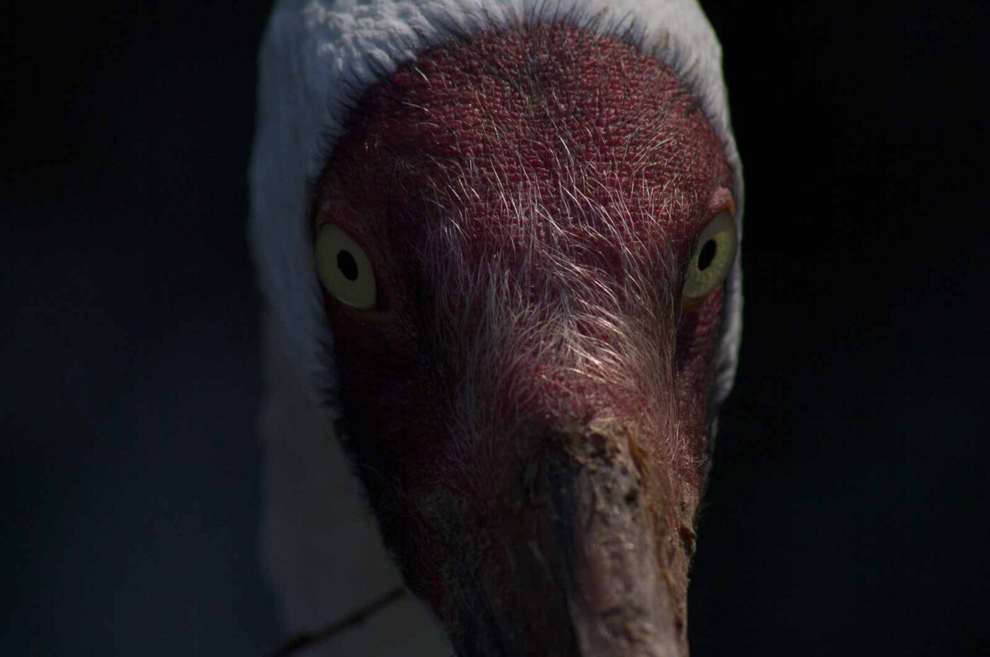 2018-04-18 - Walsrode - Vogelpark