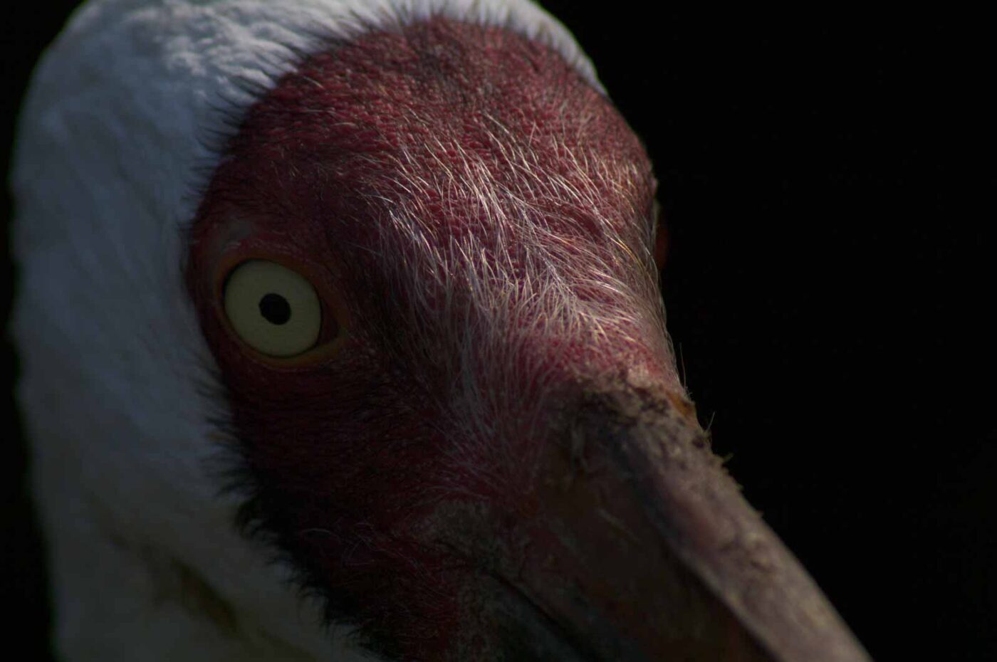 2018-04-18 - Walsrode - Vogelpark