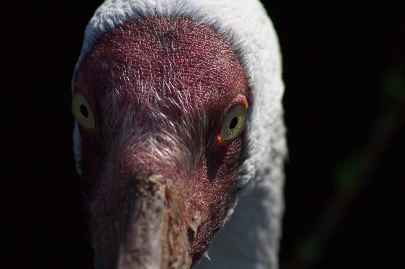 2018-04-18 - Walsrode - Vogelpark