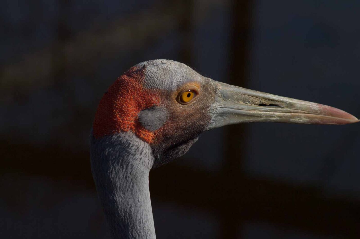 2018-04-18 - Walsrode - Vogelpark