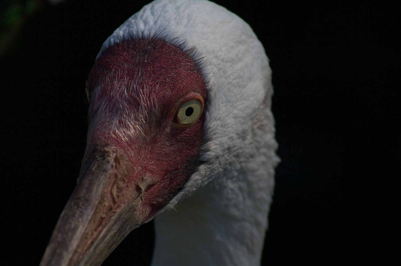 2018-04-18 - Walsrode - Vogelpark