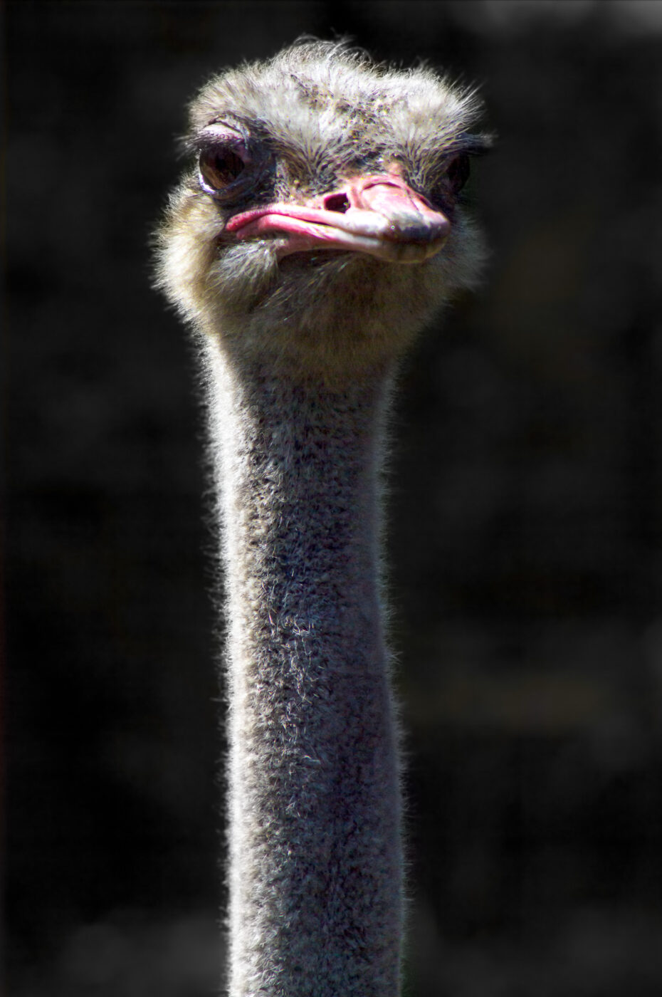 2018-04-18 - Walsrode - Vogelpark