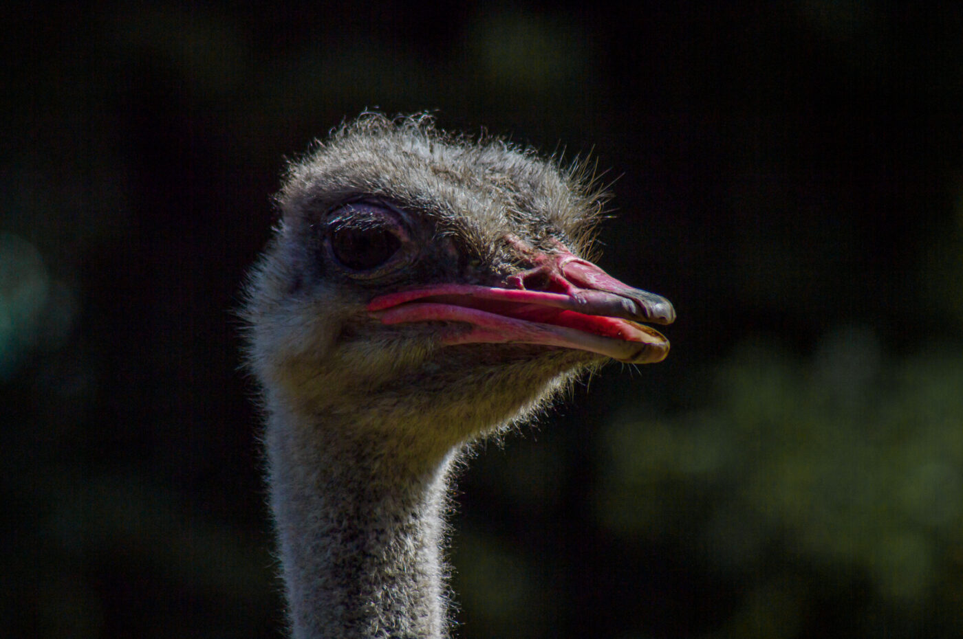 2018-04-18 - Walsrode - Vogelpark