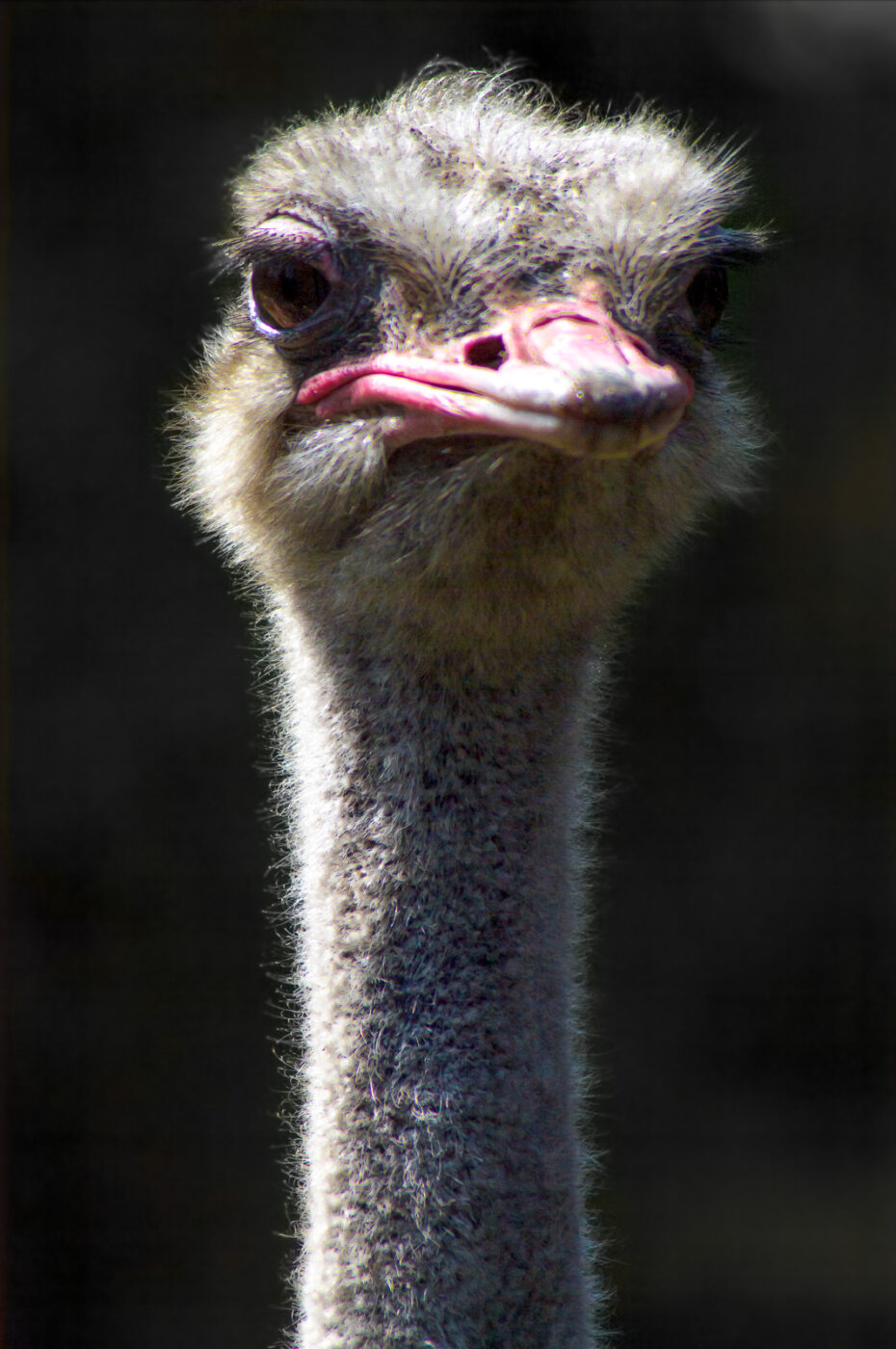 2018-04-18 - Walsrode - Vogelpark