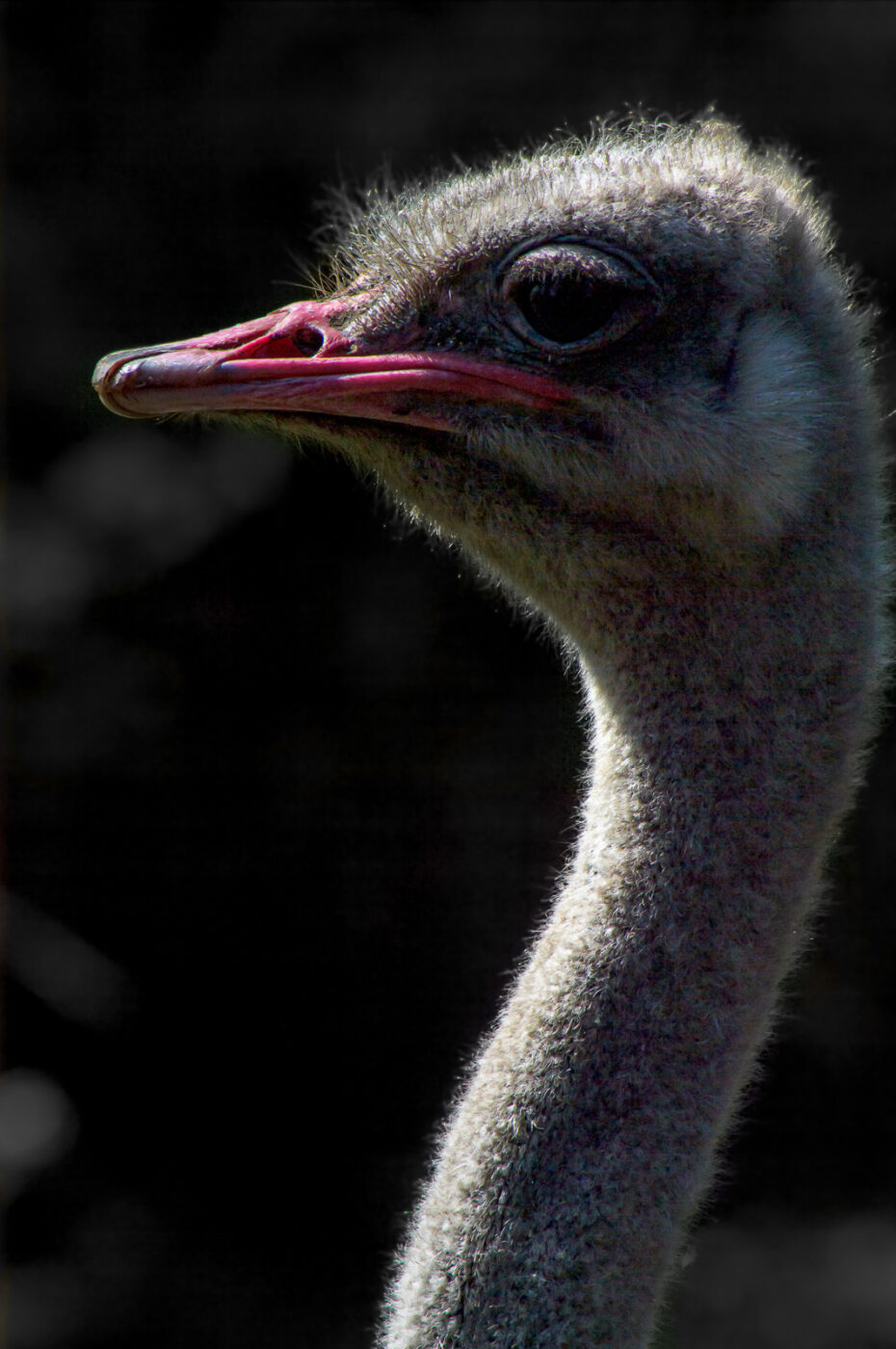 2018-04-18 - Walsrode - Vogelpark