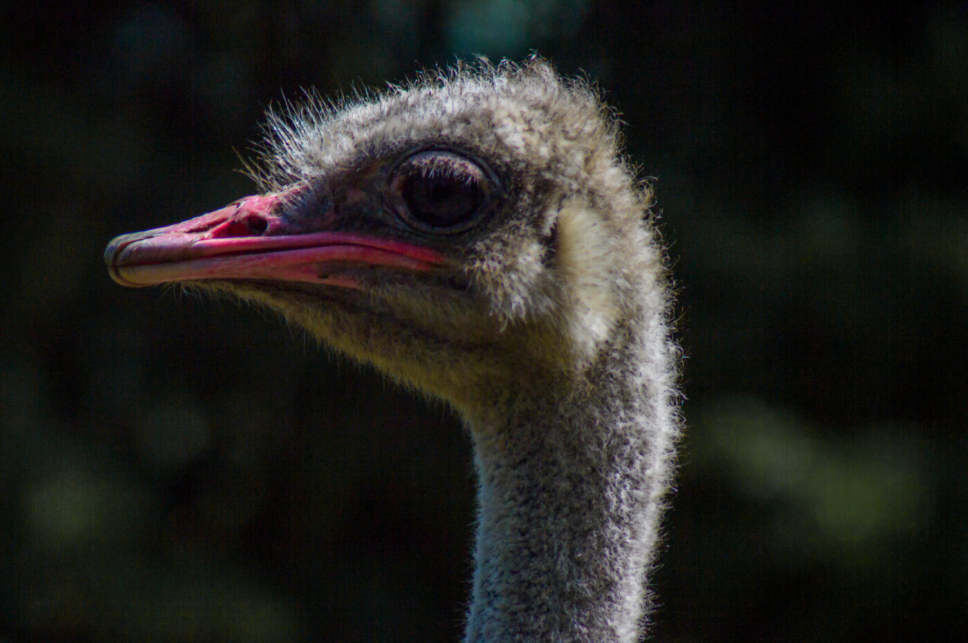 2018-04-18 - Walsrode - Vogelpark