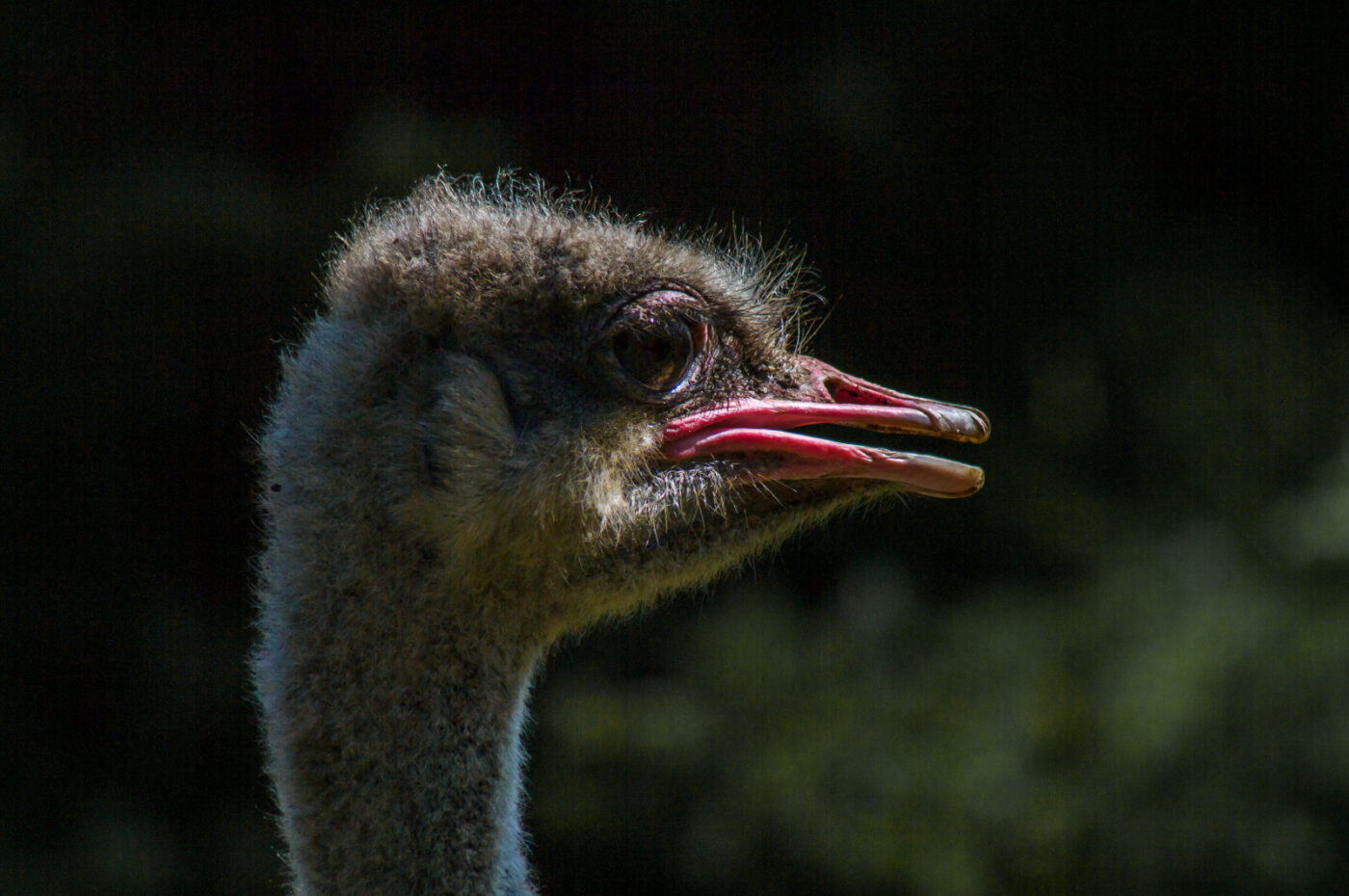 2018-04-18 - Walsrode - Vogelpark