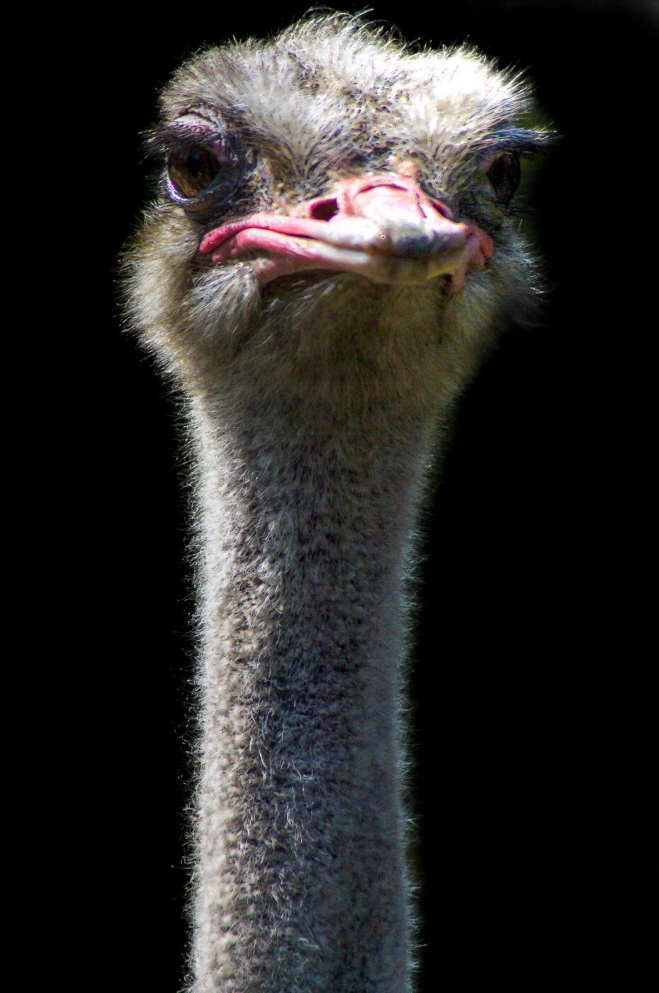 2018-04-18 - Walsrode - Vogelpark