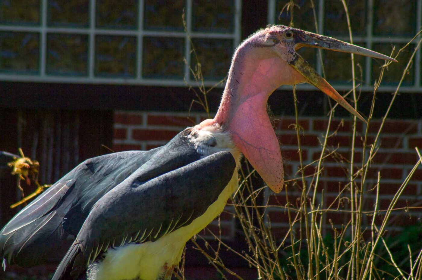 2018-04-18 - Walsrode - Vogelpark