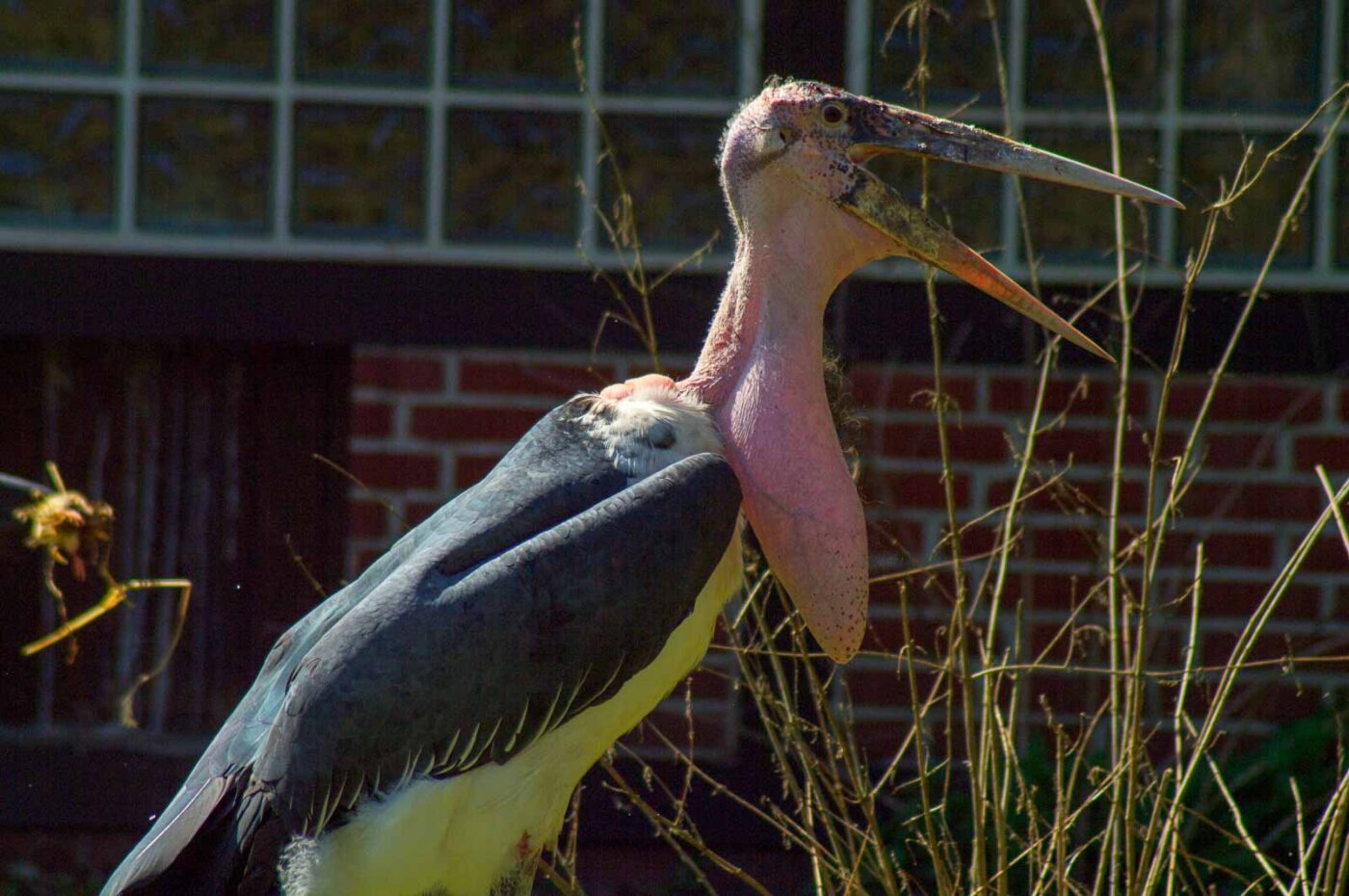 2018-04-18 - Walsrode - Vogelpark