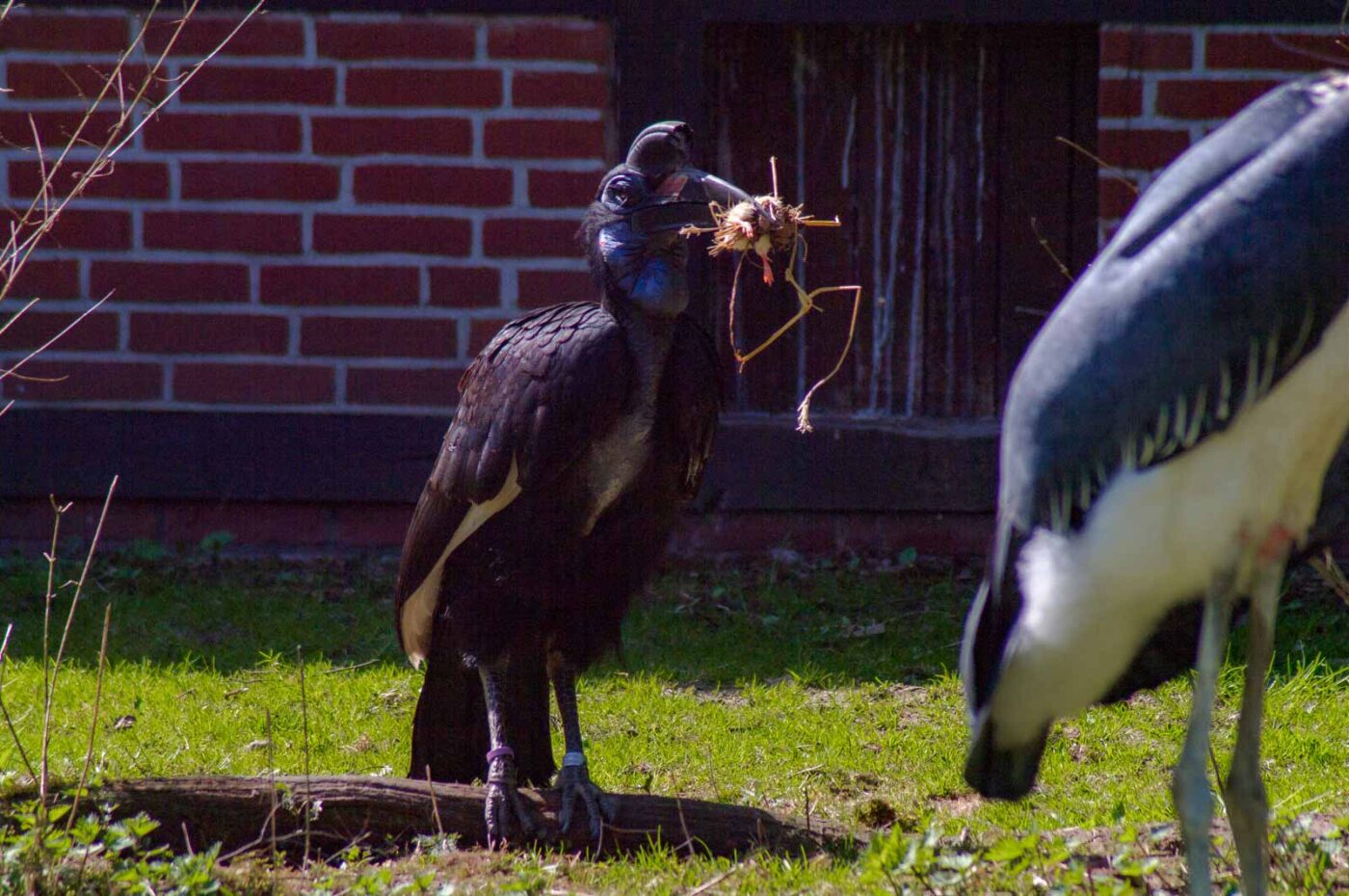 2018-04-18 - Walsrode - Vogelpark