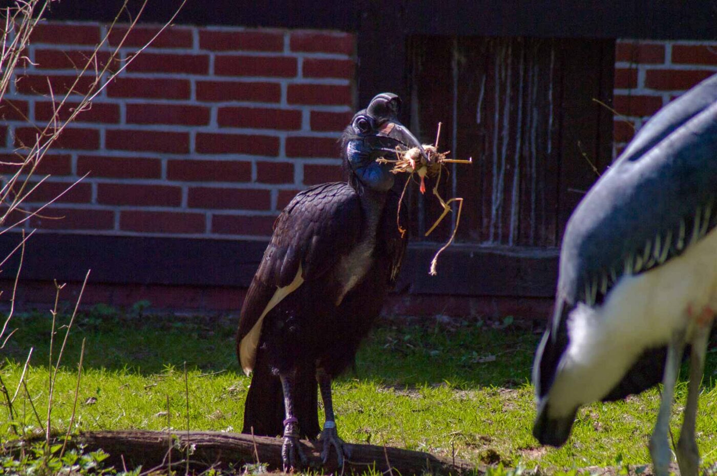 2018-04-18 - Walsrode - Vogelpark
