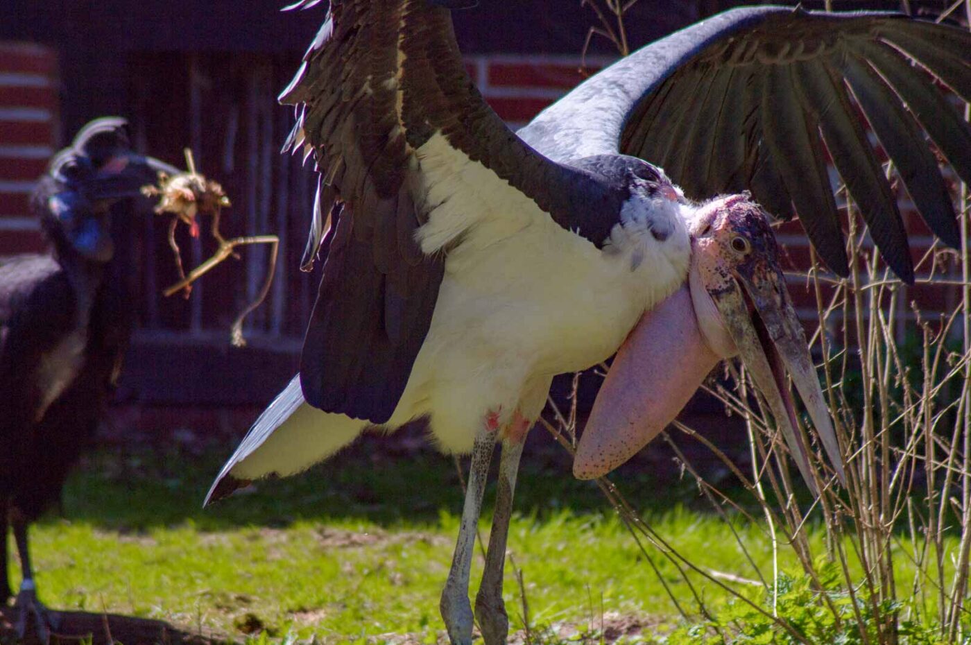 2018-04-18 - Walsrode - Vogelpark