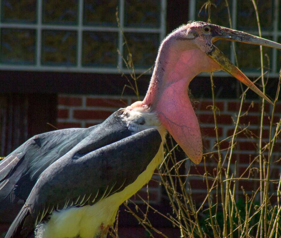 °marabu°