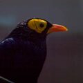 2018-04-18 - Walsrode - Vogelpark
