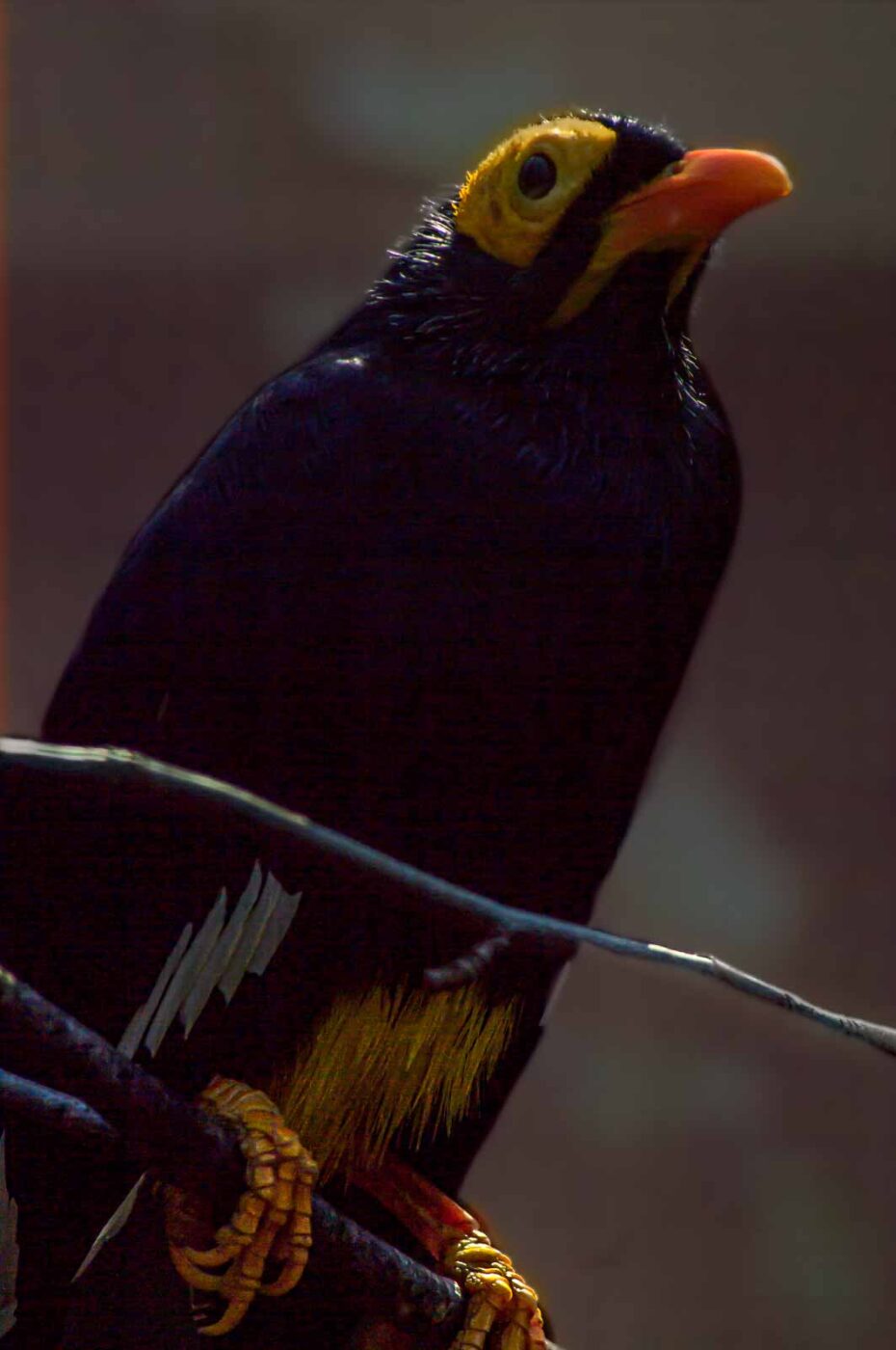 2018-04-18 - Walsrode - Vogelpark
