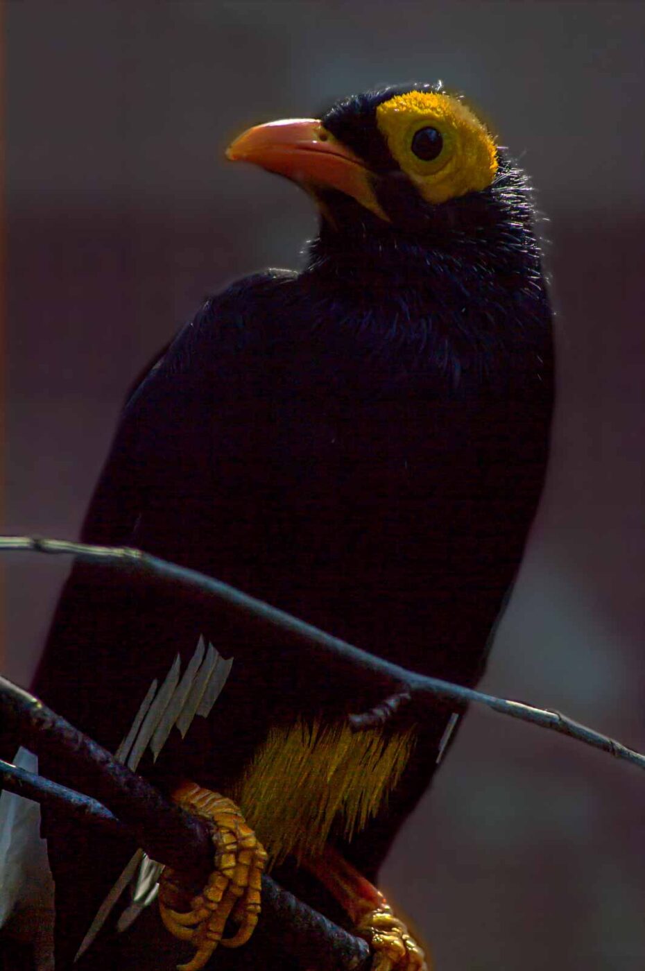 2018-04-18 - Walsrode - Vogelpark