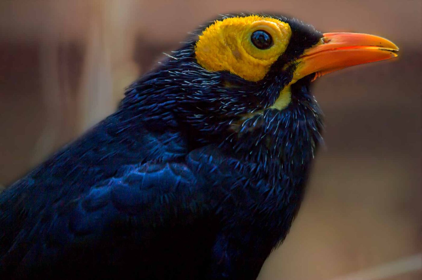 2018-04-18 - Walsrode - Vogelpark