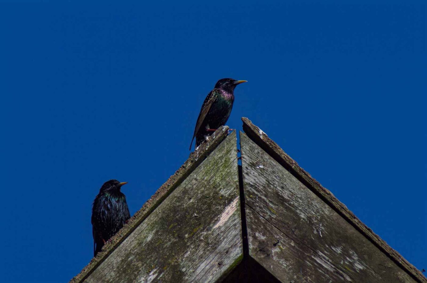 2018-04-18 - Walsrode - Vogelpark