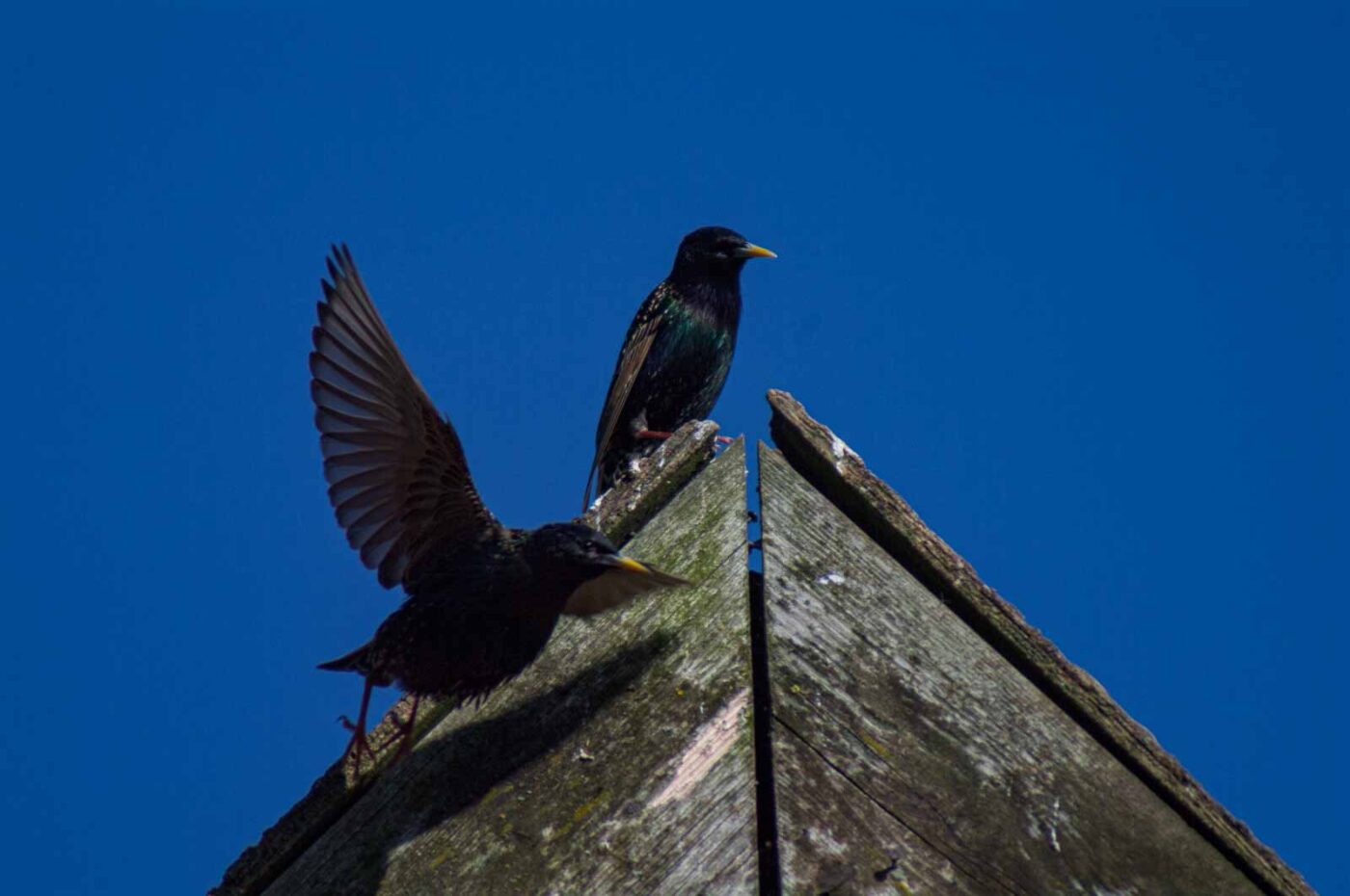2018-04-18 - Walsrode - Vogelpark
