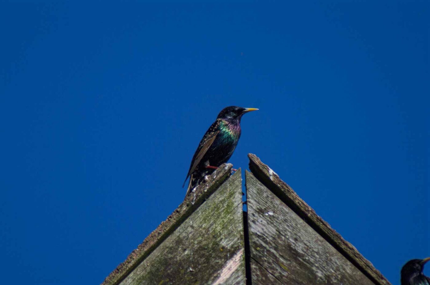 2018-04-18 - Walsrode - Vogelpark
